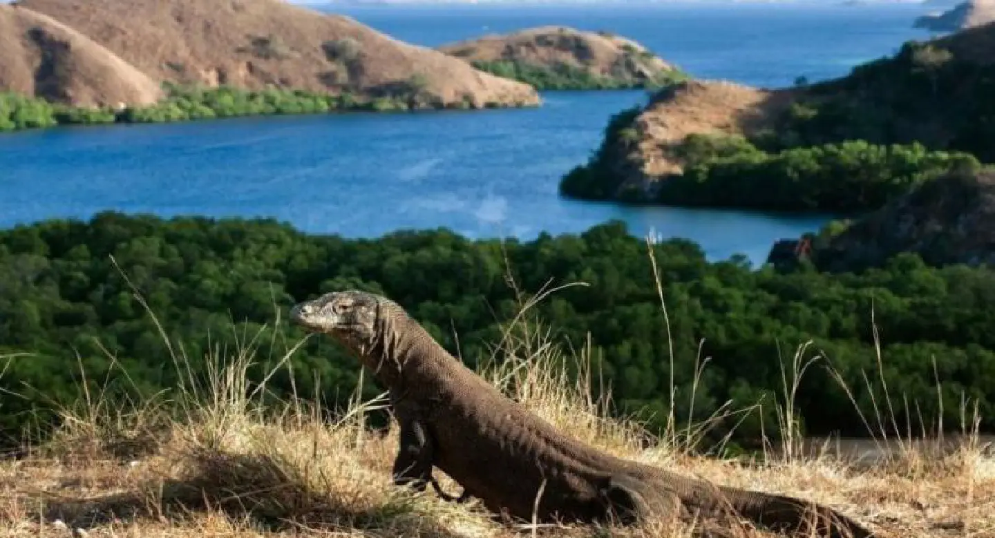 Indonesia to cap number of visitors to Komodo National Park Indonesia to cap number of visitors to Komodo National Park
