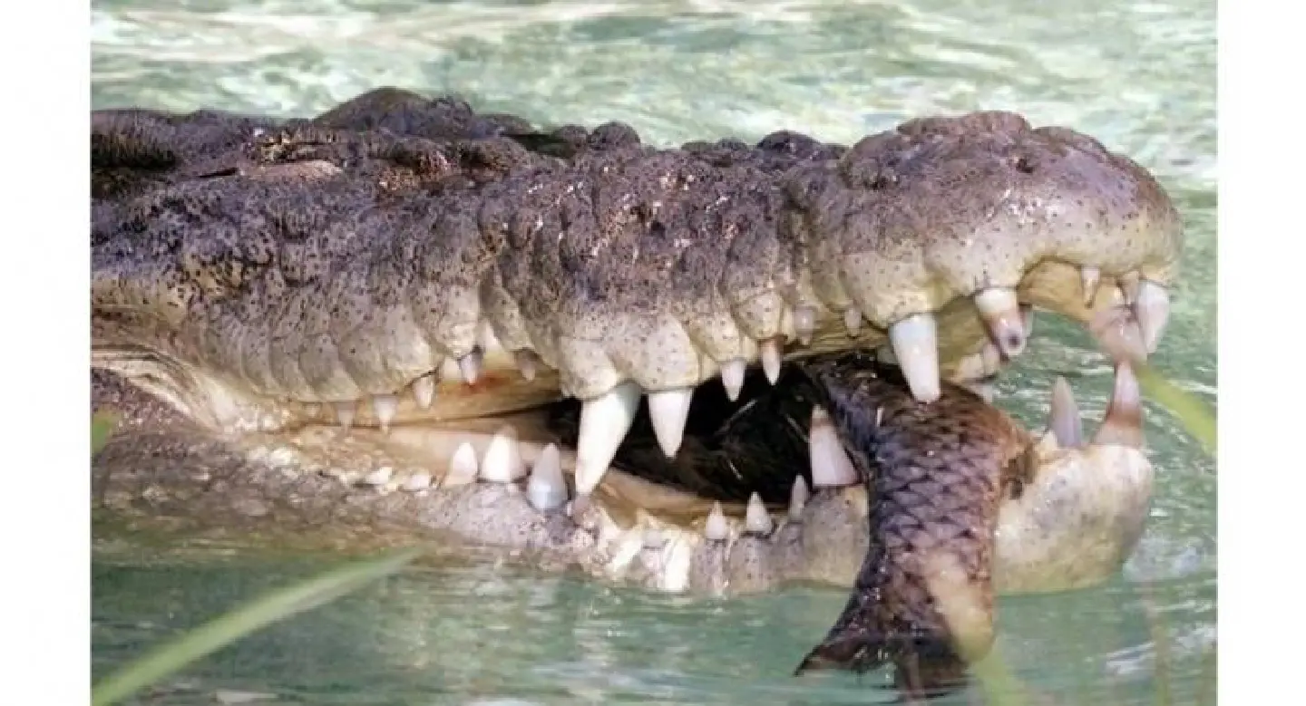 Rare croc found in Indonesia's Jambi river