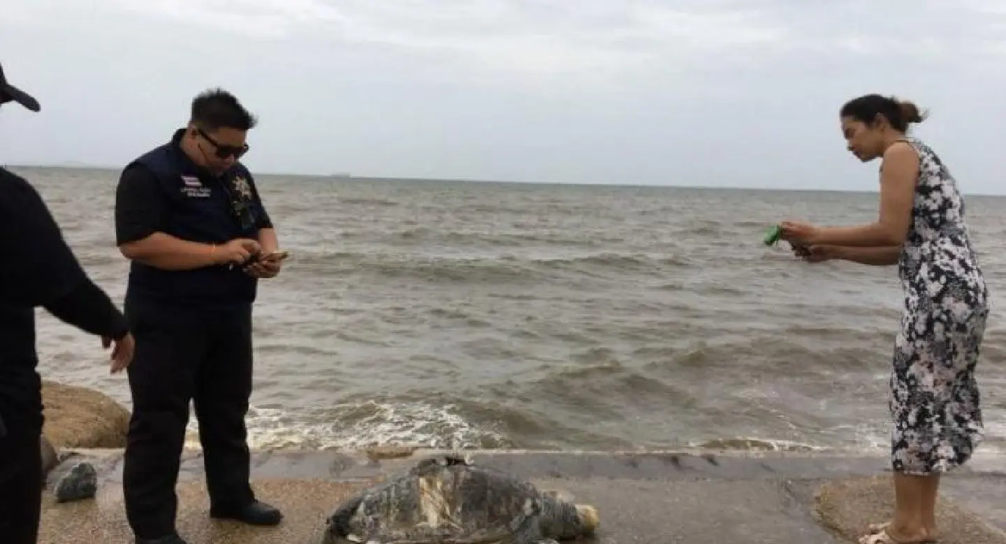Carcass of 10-year-old green turtle washed ashore at Won Napa Beach Carcass of 10-year-old green turtle washed ashore at Won Napa Beach