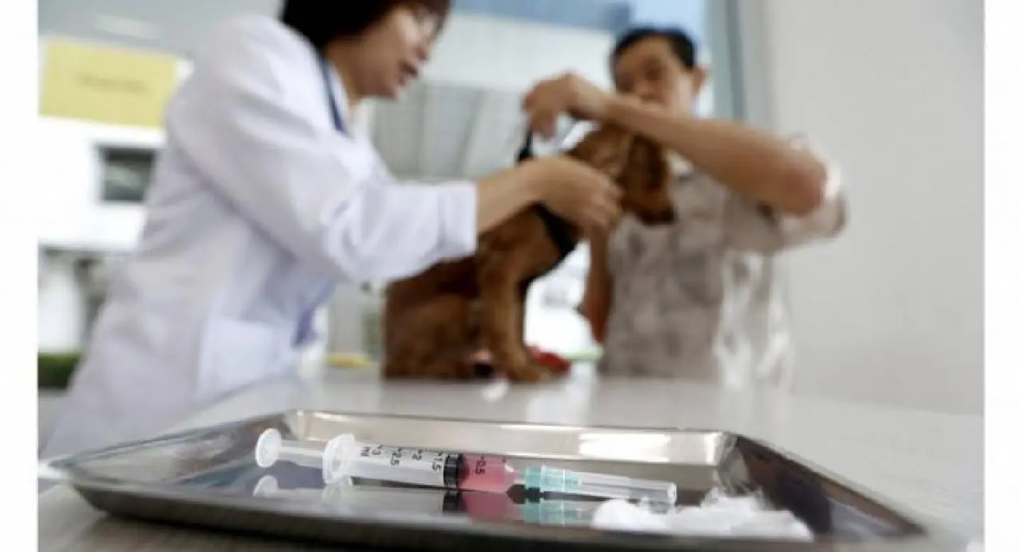 Rise in human rabies deaths blamed on poor quality vaccines