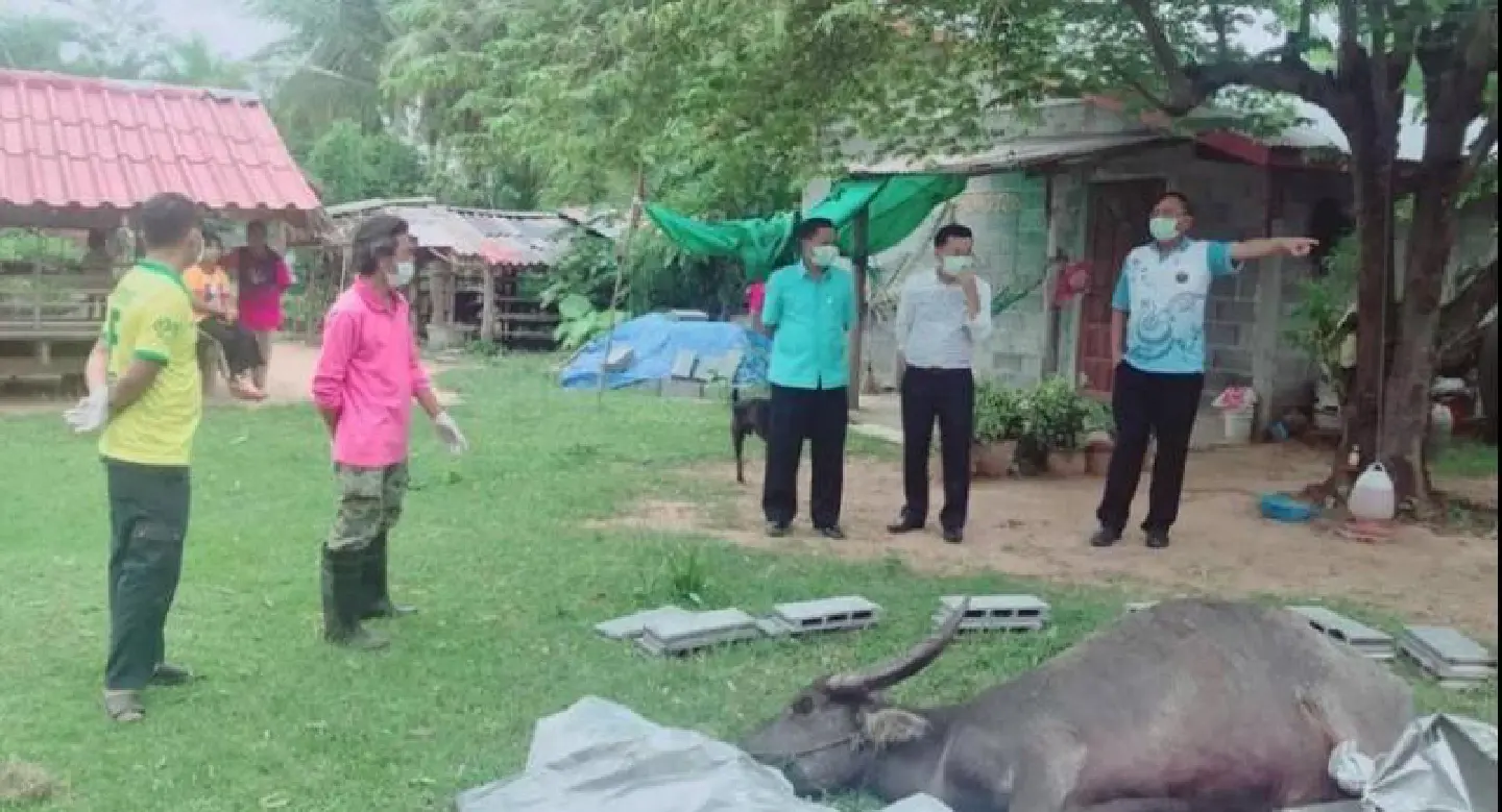 Eating rabid water buffaloes puts Surin villagers at risk