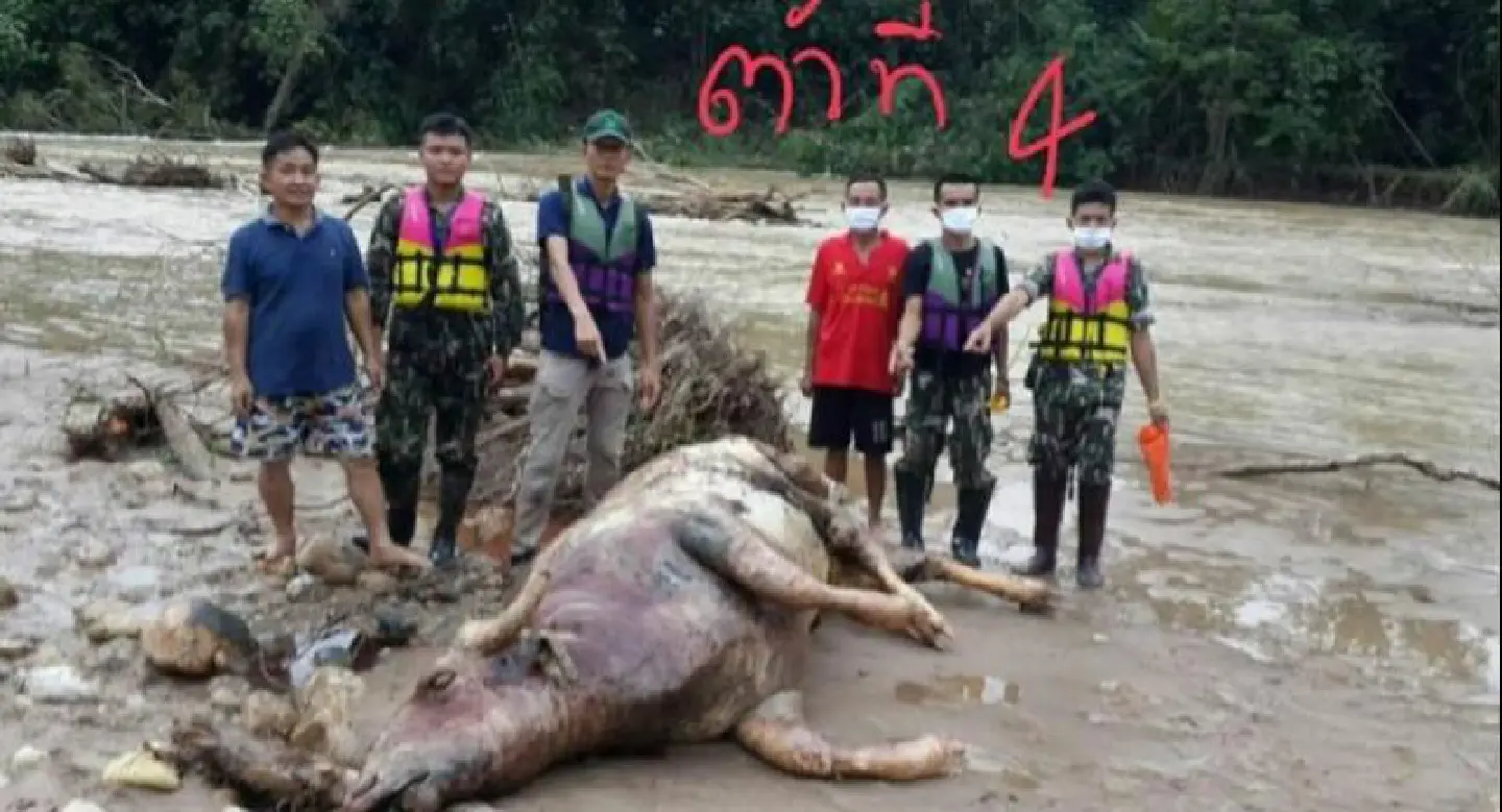 Two more gaur carcasses found in Kanchanaburi