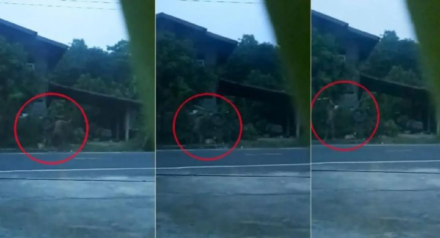 Animal rights group files complaint against Surin dog owner Animal rights group files complaint against Surin dog owner
