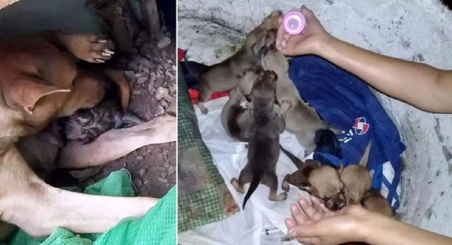Manhunt for ‘sexual-abuse' dog kidnapper in Rayong Manhunt for ‘sexual-abuse' dog kidnapper in Rayong
