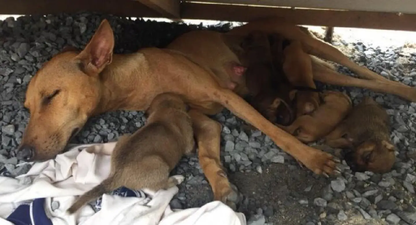Rayong man arrested for stealing and abusing dog Rayong man arrested for stealing and abusing dog