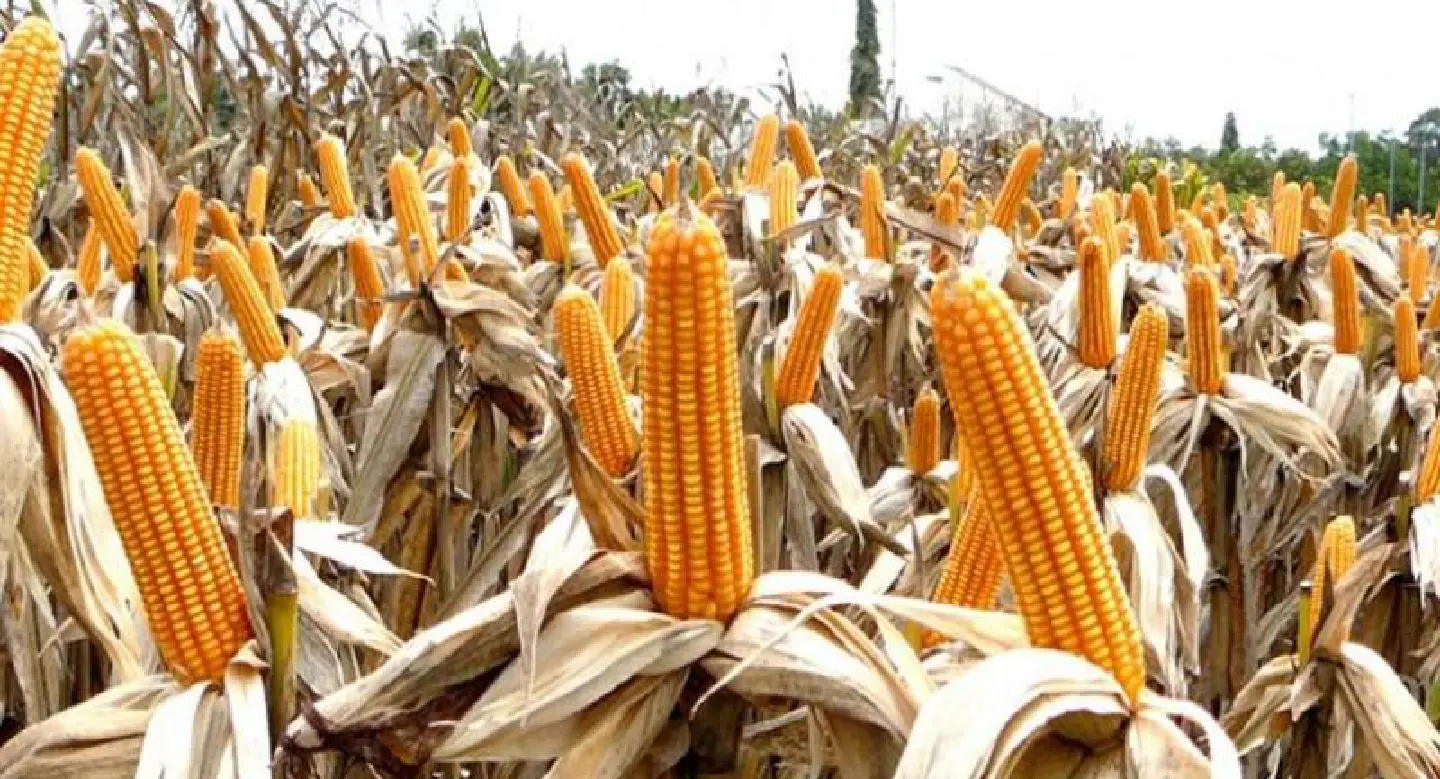Farming minister promotes corn growth Farming minister promotes corn growth