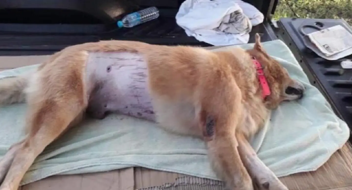 Khon Kaen man arrested for killing neighbour’s peeing dog Khon Kaen man arrested for killing neighbour’s peeing dog