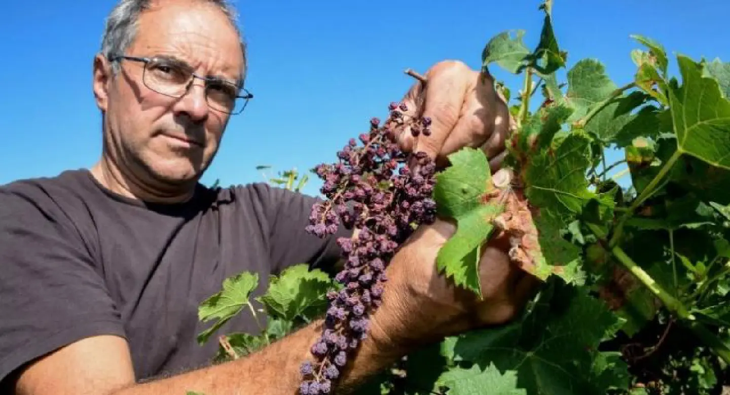 French winemakers cheer vintage year French winemakers cheer vintage year