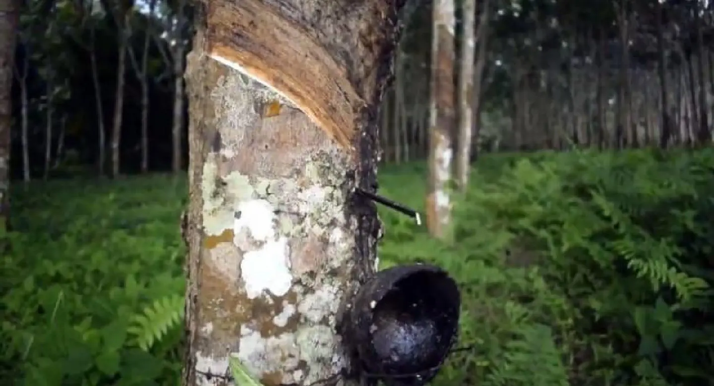 Rubber planters to meet this weekend to formulate demand that govt shore up prices Rubber planters to meet this weekend to formulate demand that govt shore up prices