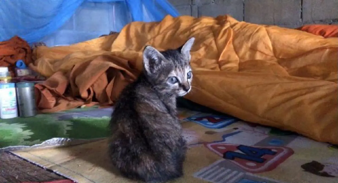 Kitten stands by its late owner