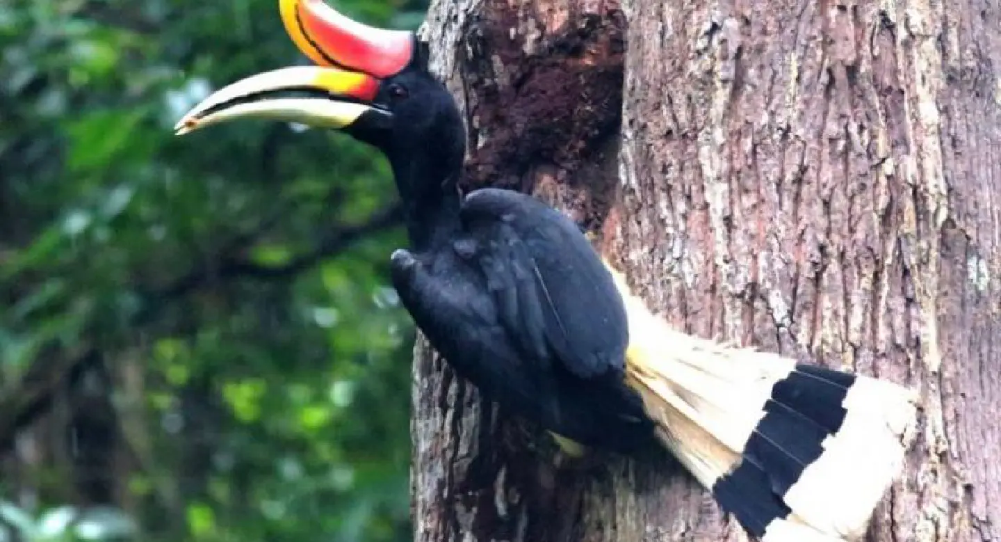 Conservation plan for hornbills Conservation plan for hornbills