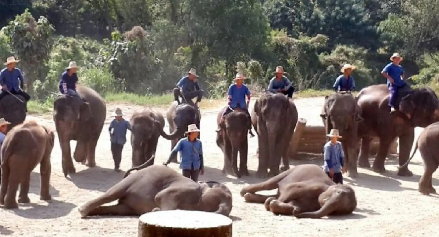 Mahout school launches in Chiang Mai Mahout school launches in Chiang Mai
