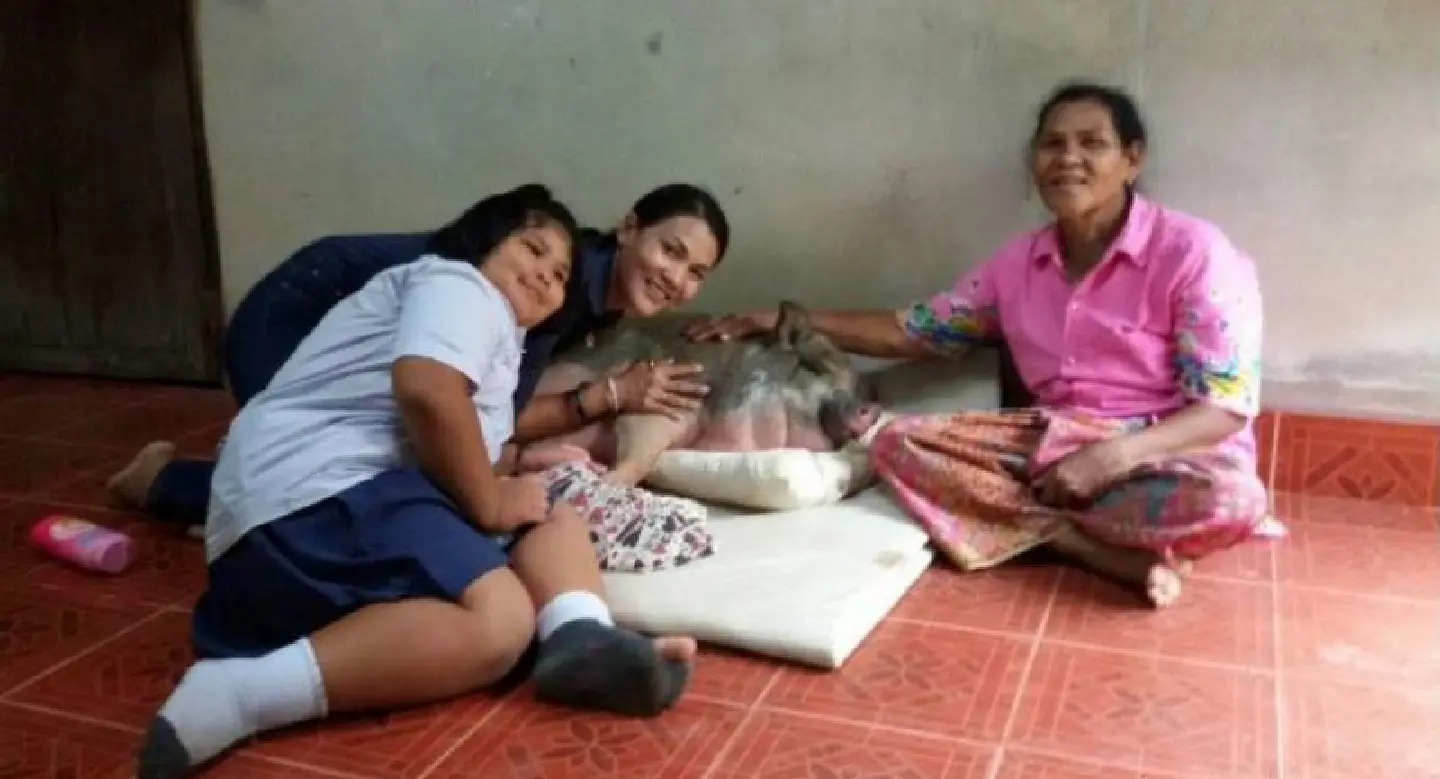 Meet Kluay Hom, Krabi’s friendly boar