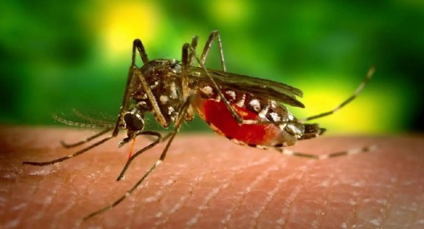 Victims of dengue already pass 50,000 this year Victims of dengue already pass 50,000 this year