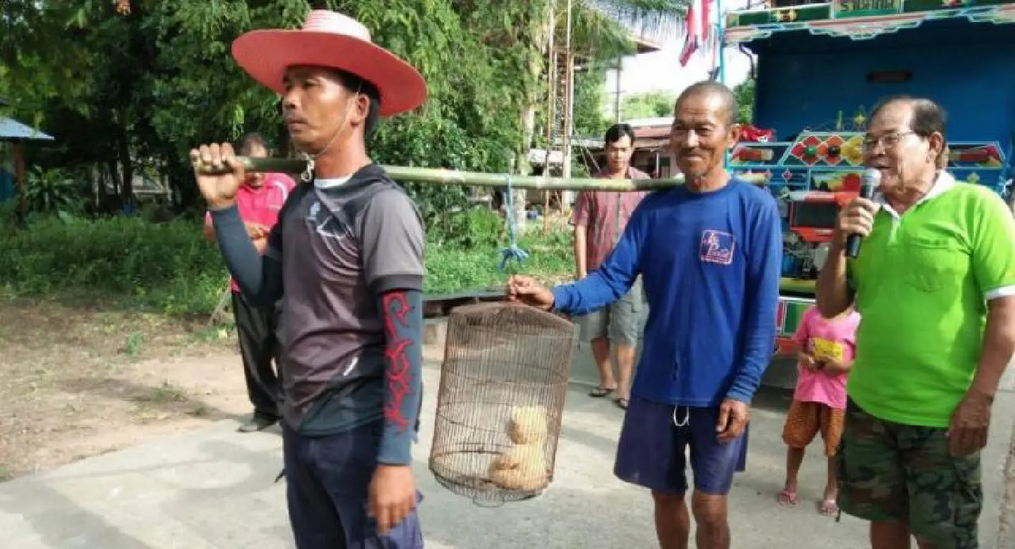 Parched Isaan village opts for politically correct ‘cat parade’ Parched Isaan village opts for politically correct ‘cat parade’