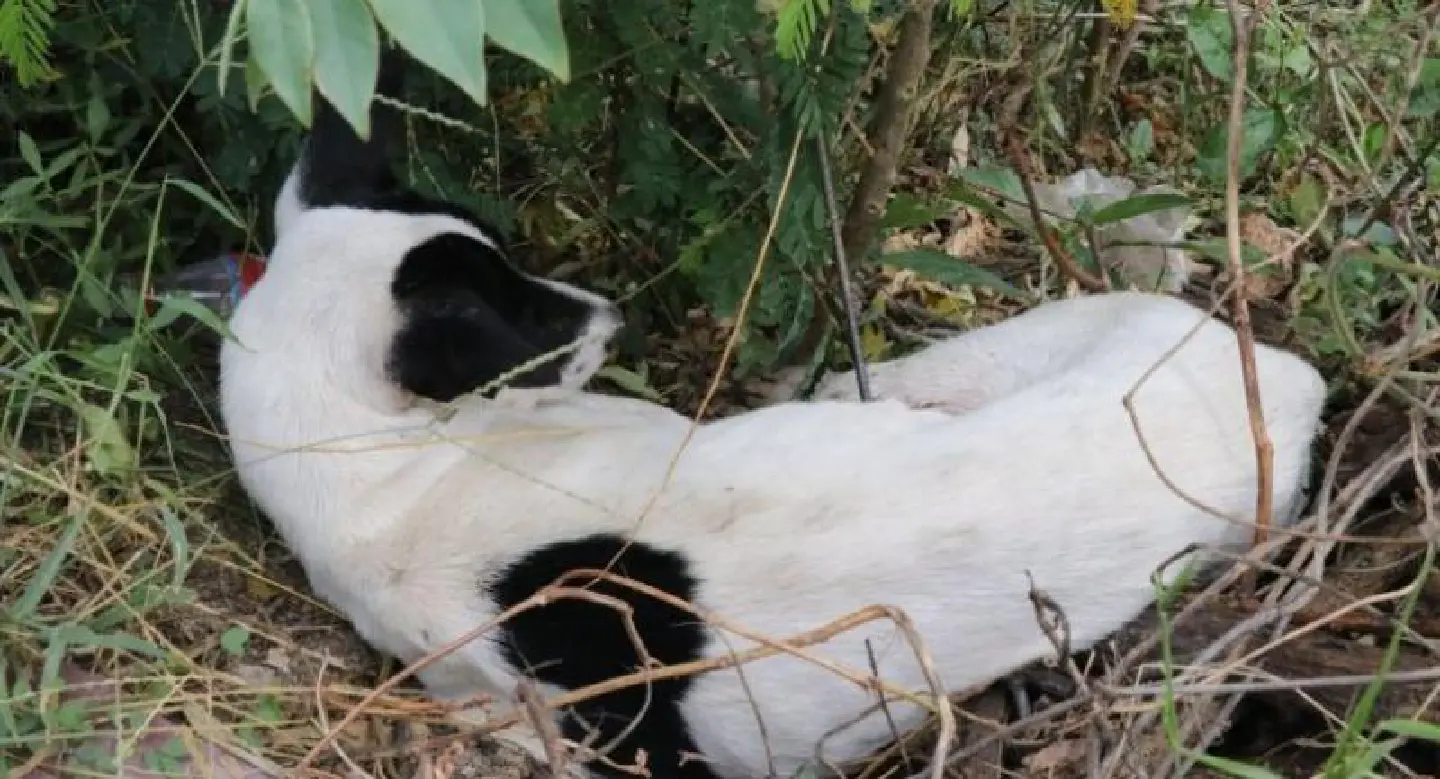 Dog severely injured by arrow in Suphan Buri