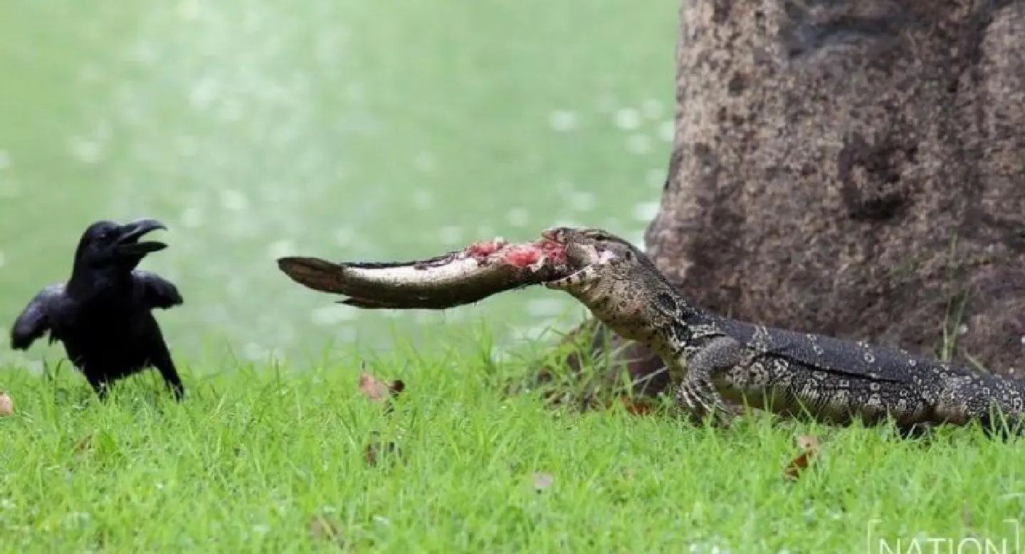 Should 'hia' go or should they stay in Lumpini Park?