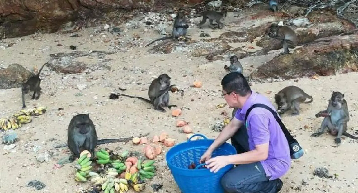 Koh Payu monkeys have a fruit feast