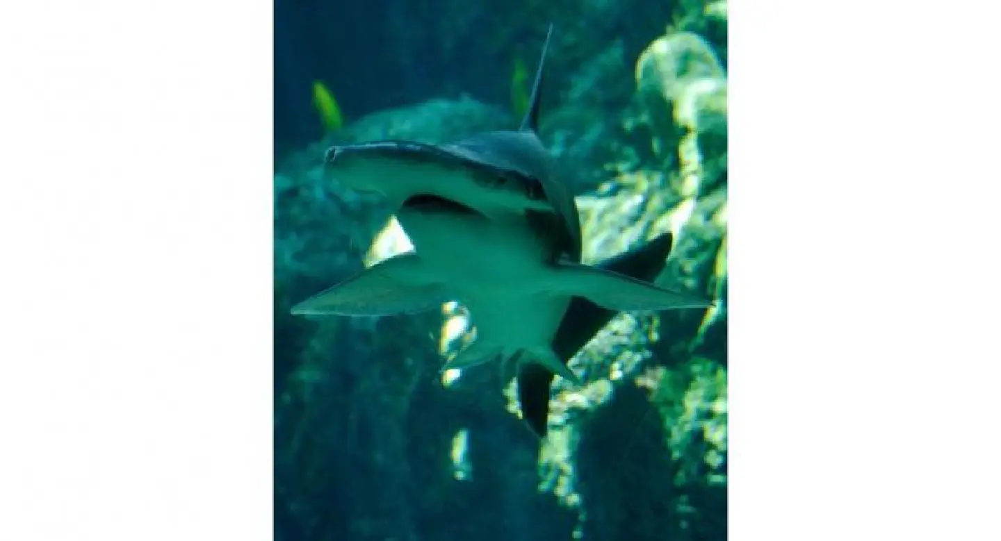 'Carnivore' sharks have a stomach for greens: study