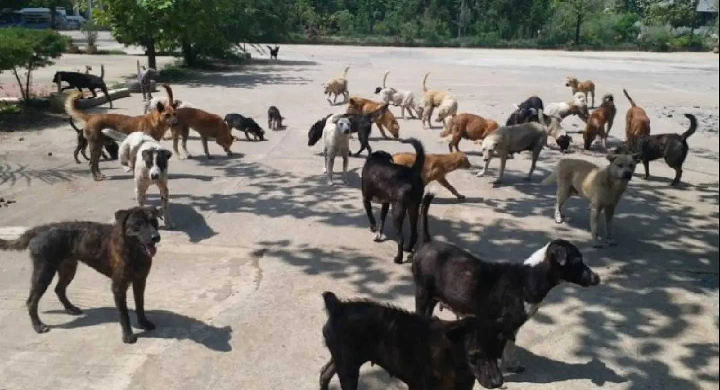 Woman becomes 16th rabies victim this year Woman becomes 16th rabies victim this year