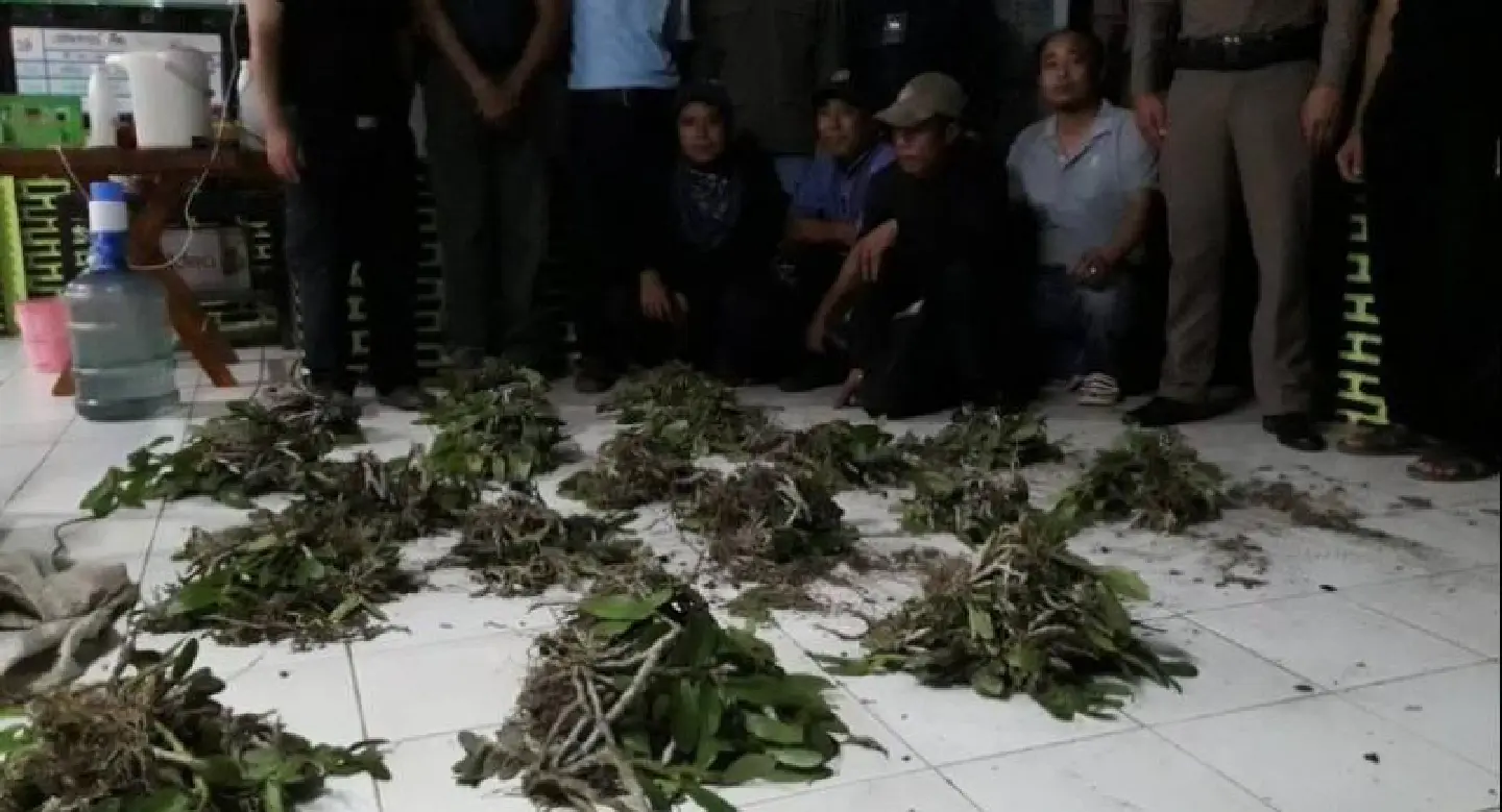 Four arrested for poaching wild orchids in Mae Hong Son Four arrested for poaching wild orchids in Mae Hong Son