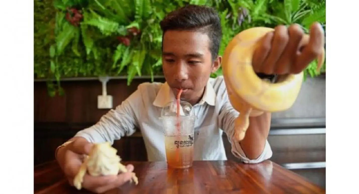 Cambodian reptile cafe slithers into people’s hearts and selfies
