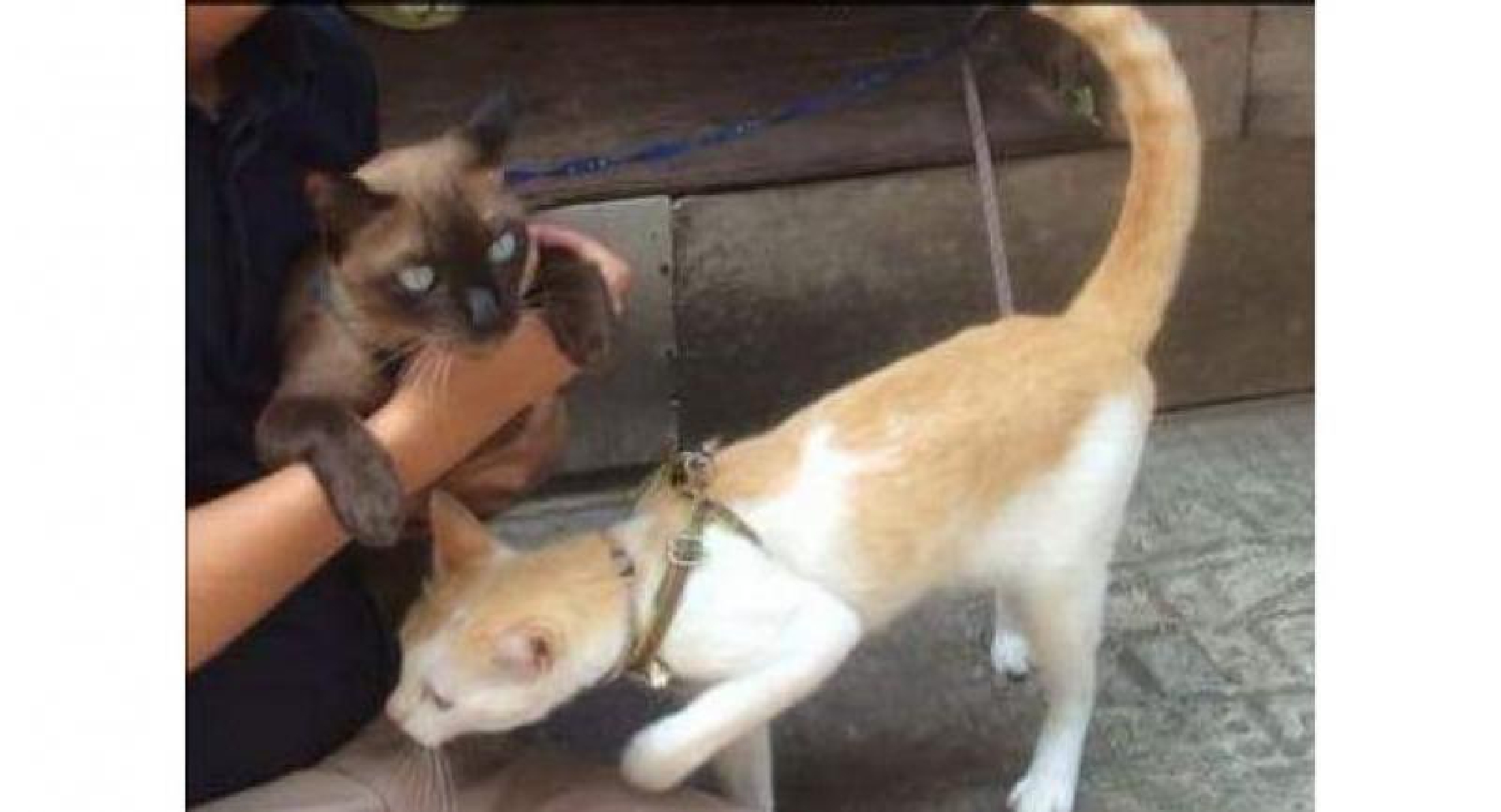 Your pet cat may be a ringworm carrier