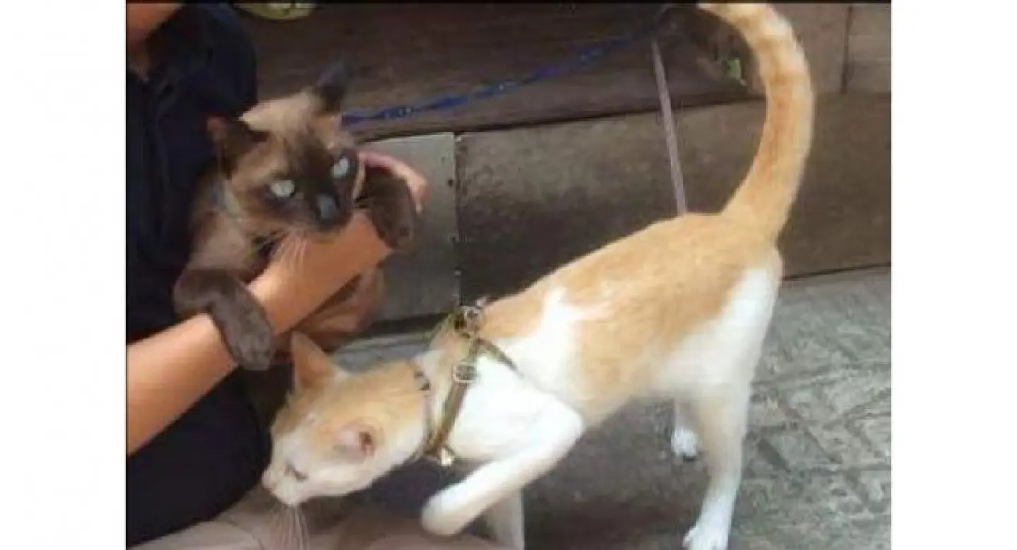 Your pet cat may be a ringworm carrier
