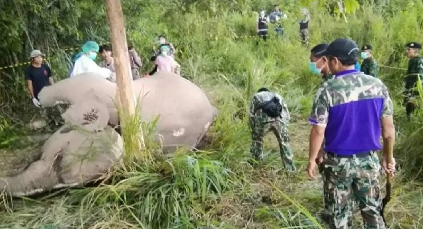 Elephant may have died while miscarrying Elephant may have died while miscarrying