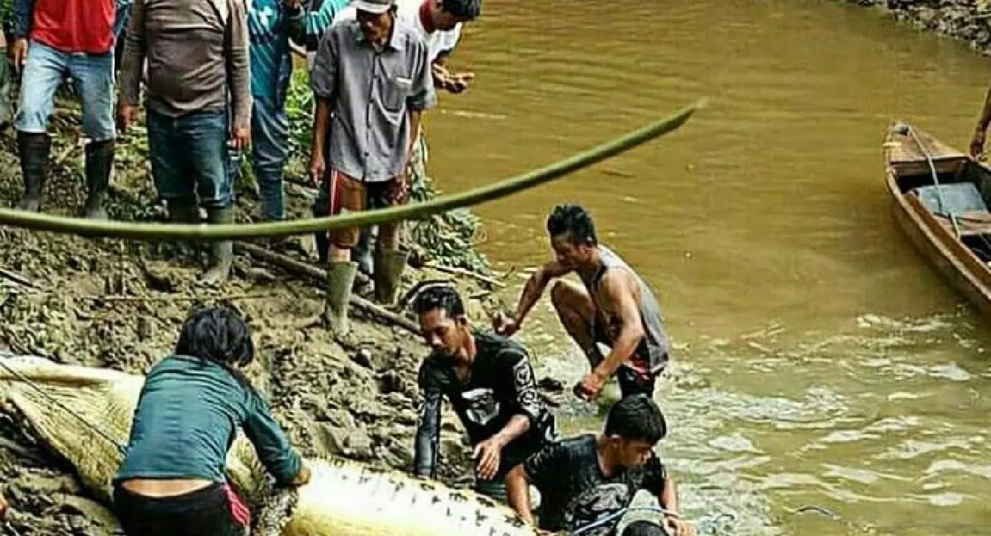 Third croc attack kills man; damaged habitat from illegal gold mining blamed Third croc attack kills man; damaged habitat from illegal gold mining blamed
