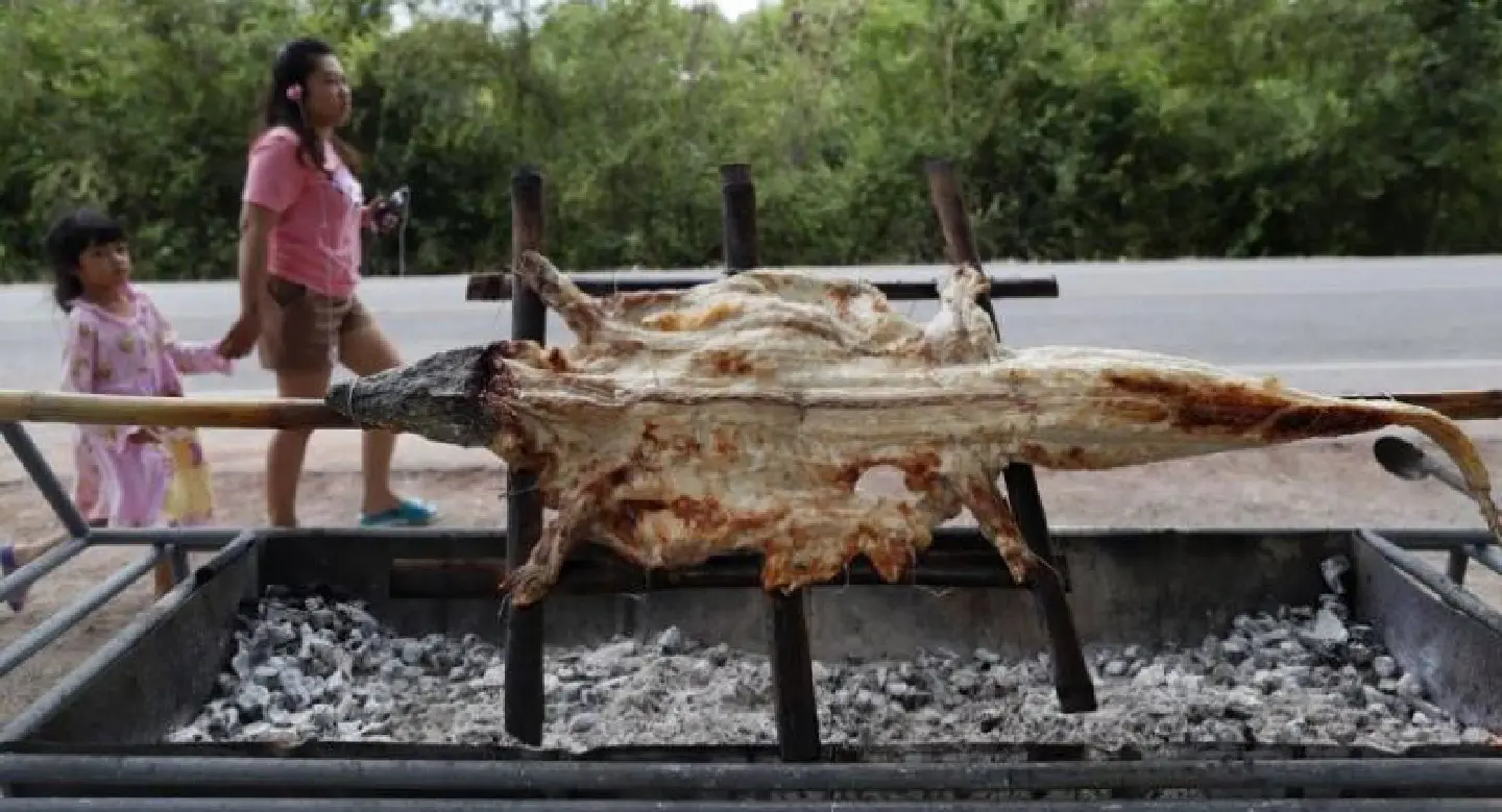 Thais discover tasty grilled treat  at crocodile BBQ stall in Ratchaburi