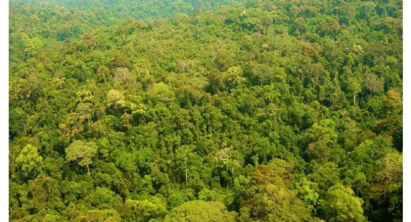 Thailand’s green cover in slow decline as 40% goal remains out of reach Thailand’s green cover in slow decline as 40% goal remains out of reach