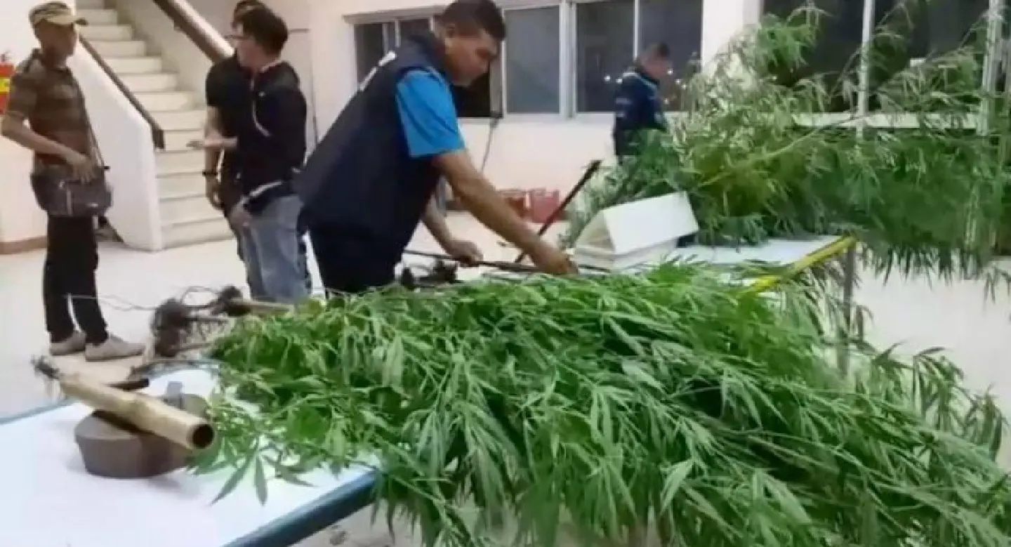 50 marijuana plants seized from corn plantation 50 marijuana plants seized from corn plantation