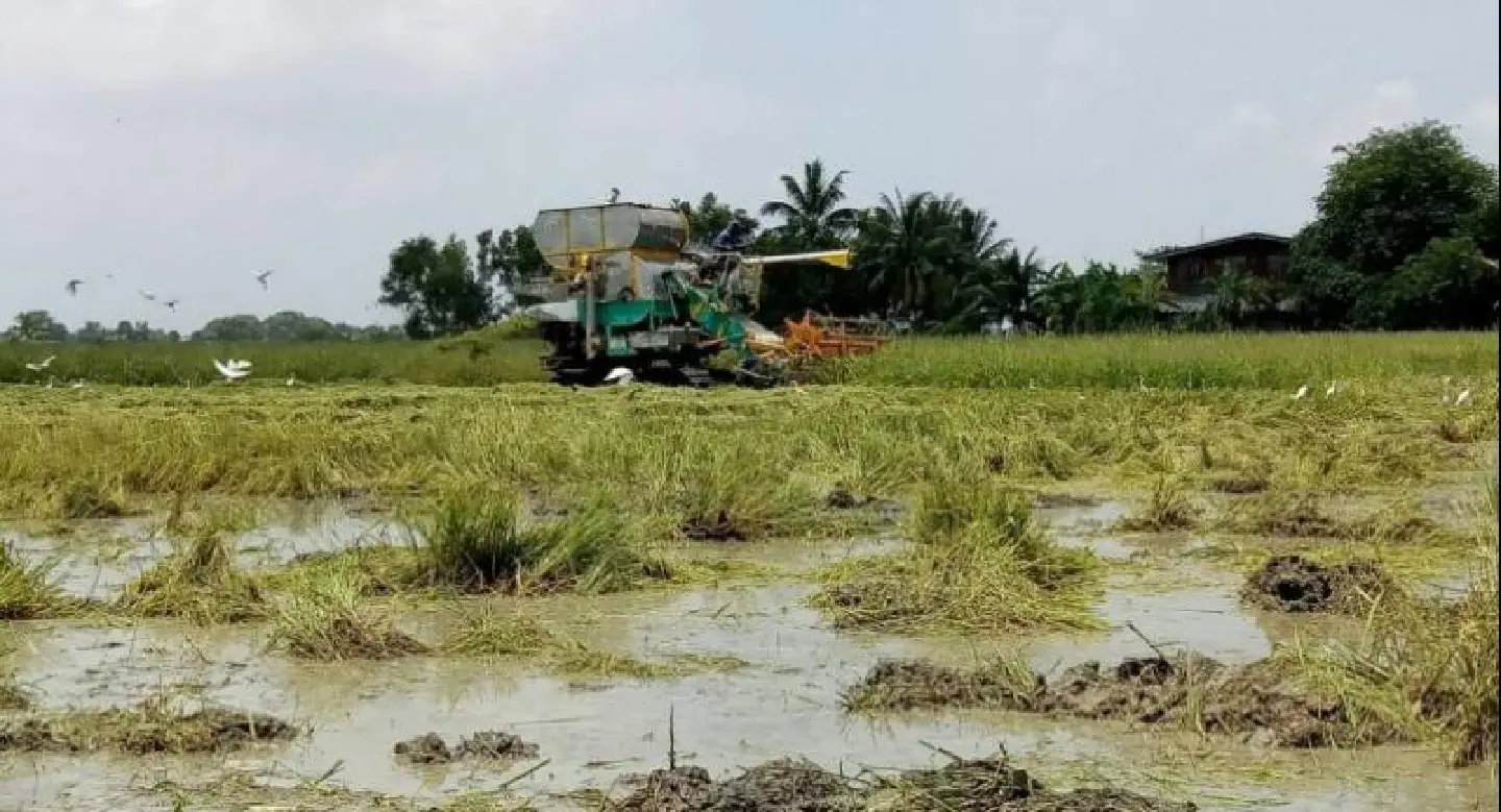 Farmers told to harvest by Saturday Farmers told to harvest by Saturday