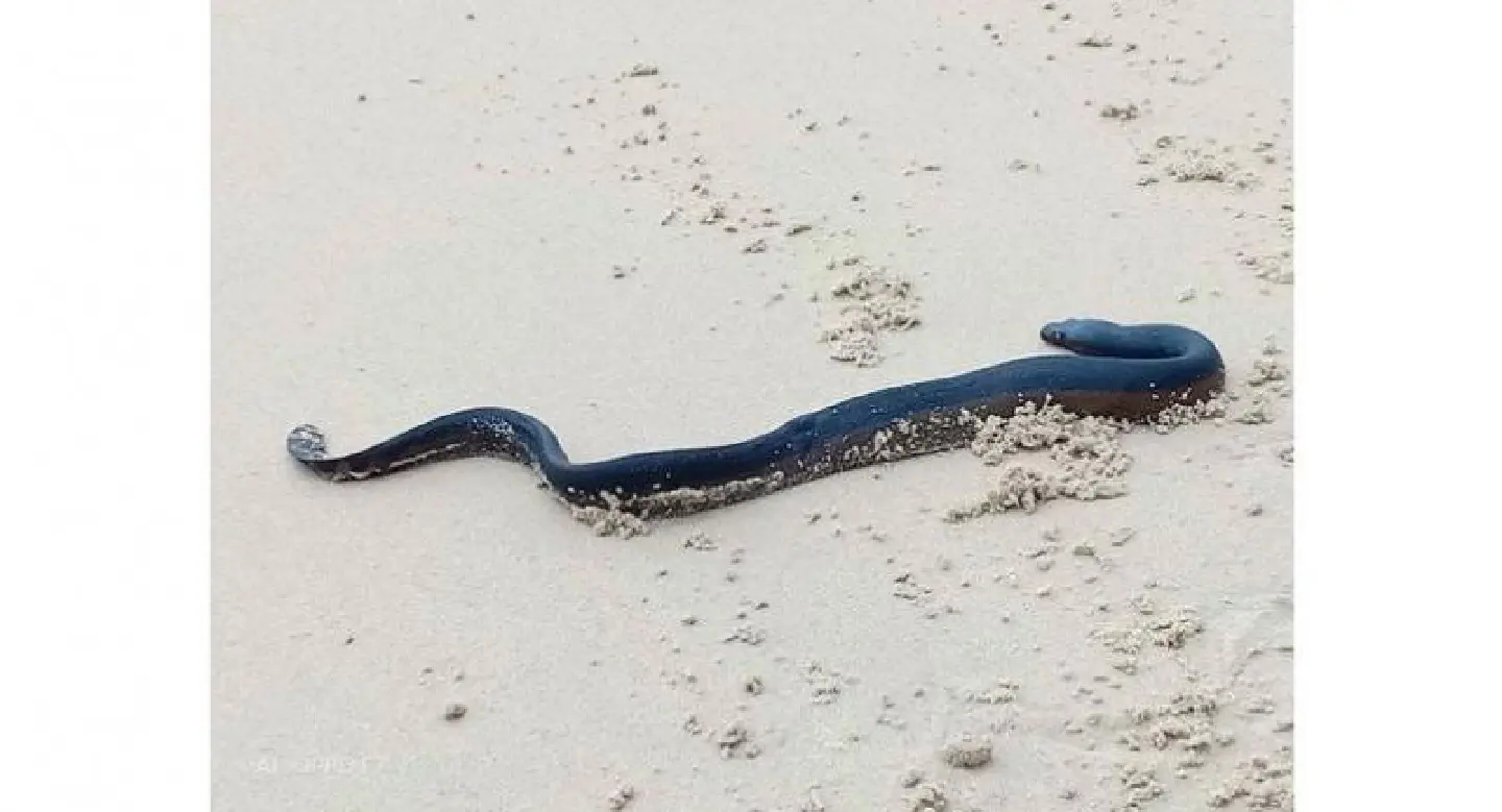 Injured sea snake found on Phuket beach Injured sea snake found on Phuket beach
