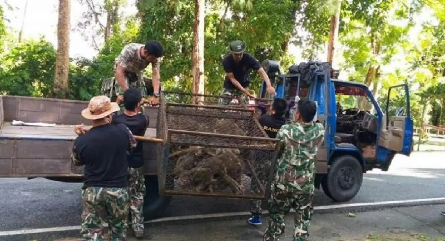 Phuket monkeys caught for sterilisation Phuket monkeys caught for sterilisation