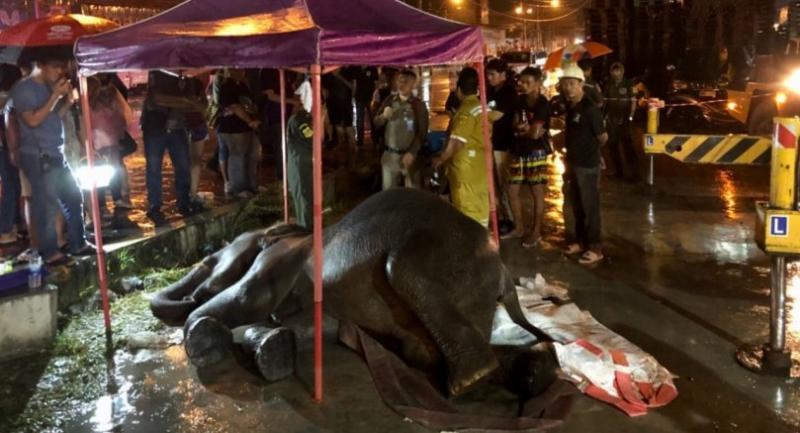 Elephant electrocuted in Samut Prakan while begging for food