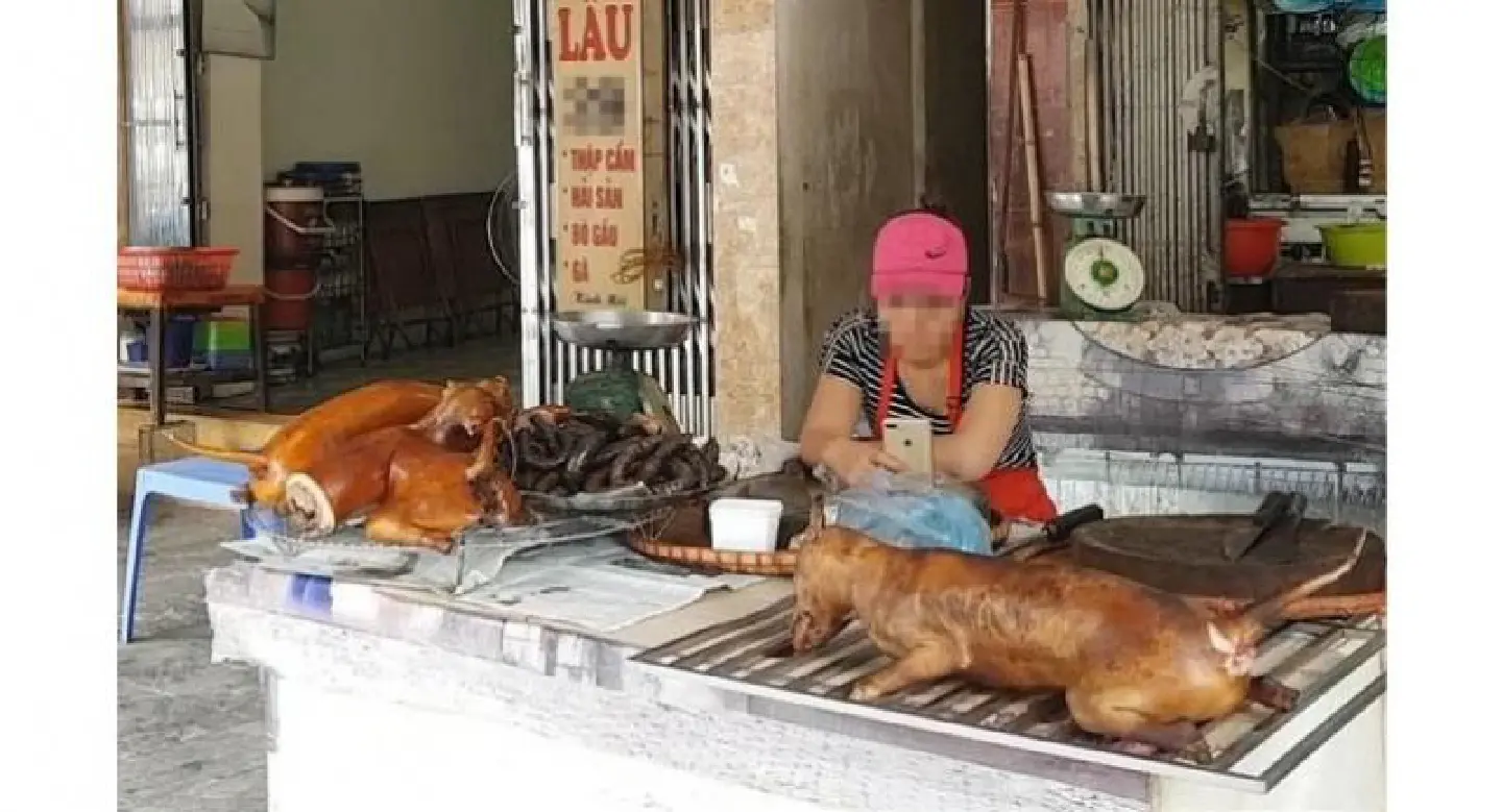 Hanoi urges its citizens to stop eating dog meat Hanoi urges its citizens to stop eating dog meat