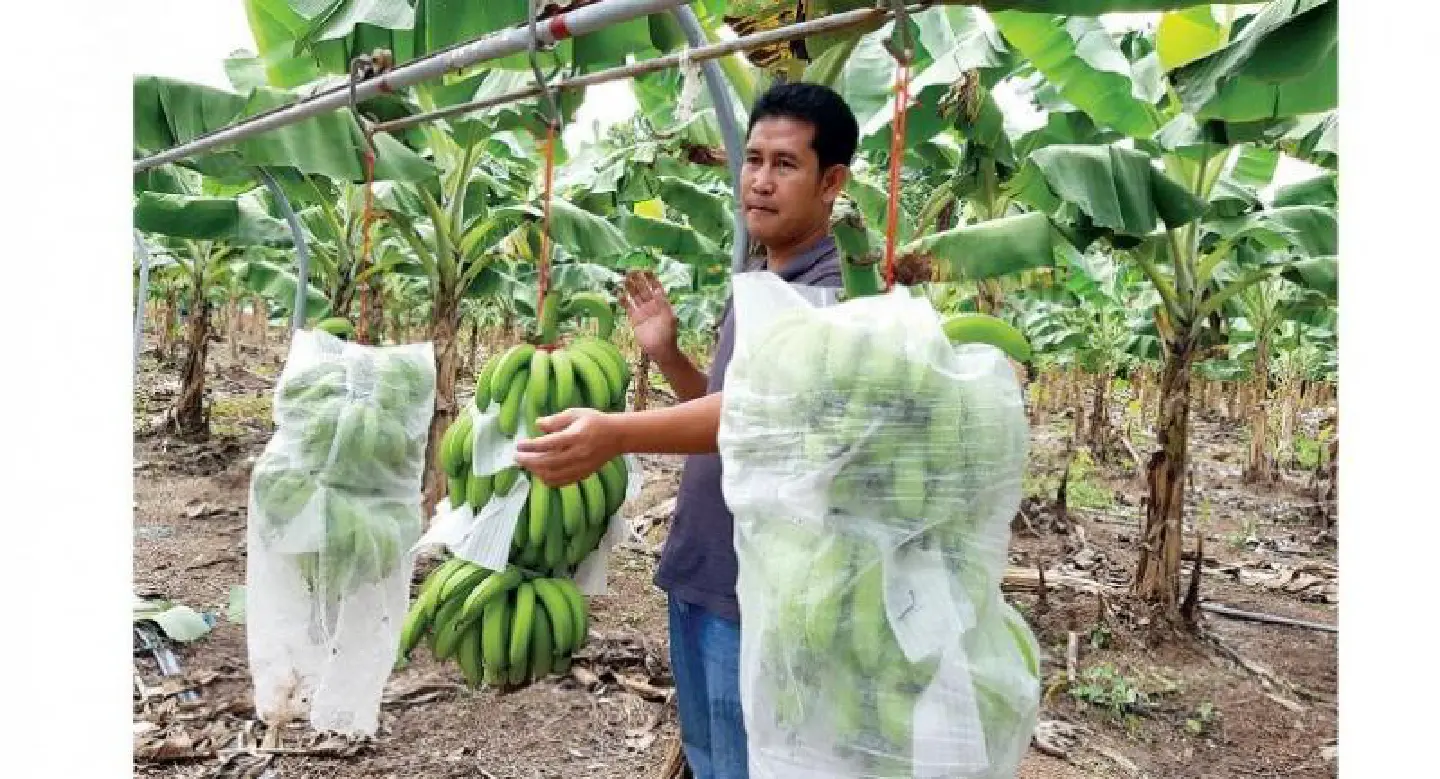 REPORT: Chinese investors shift agriculture practices in North REPORT: Chinese investors shift agriculture practices in North