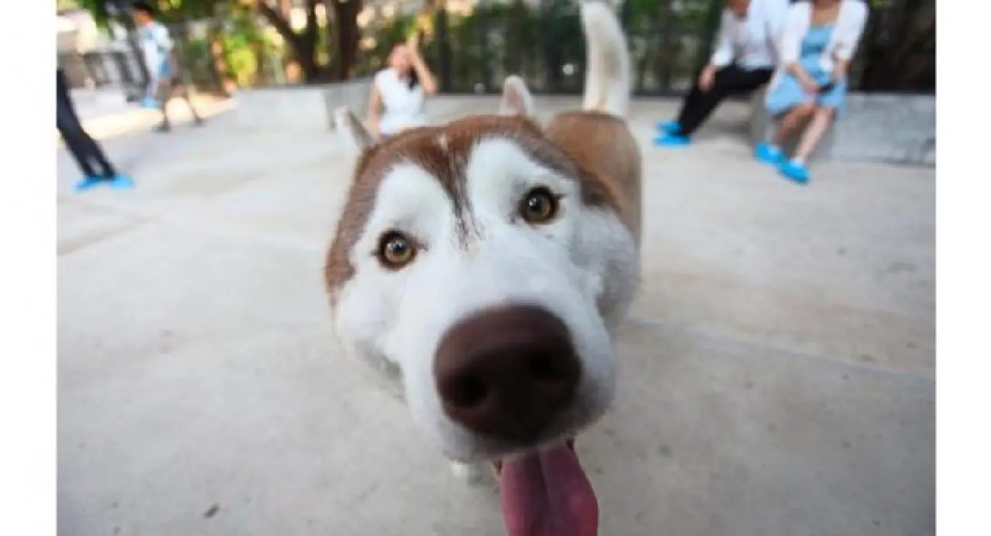 A husky lover’s guide to Bangkok A husky lover’s guide to Bangkok