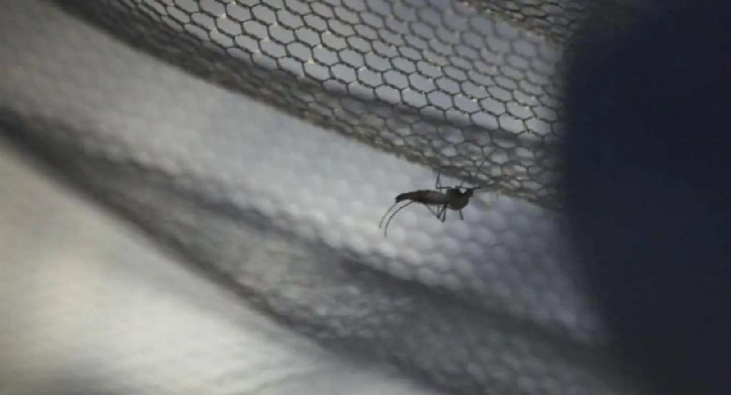 Sixty killed by dengue virus nationwide this year: Public Health Ministry Sixty killed by dengue virus nationwide this year: Public Health Ministry