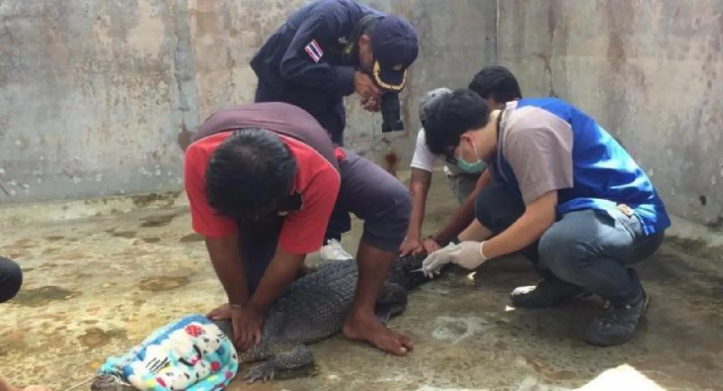 DNA tests reveal Phuket’s Yanui is a …