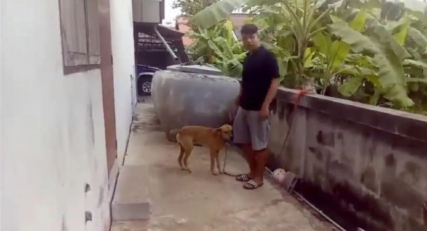 Chaiyaphum girl, age 4, dies from mauling by three local dogs Chaiyaphum girl, age 4, dies from mauling by three local dogs