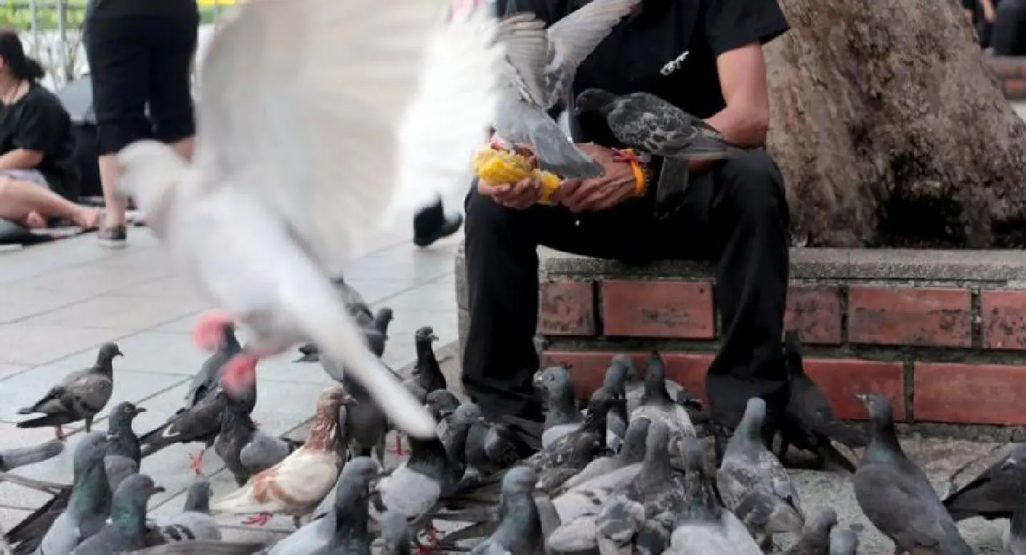 Govt bans pigeon feeding