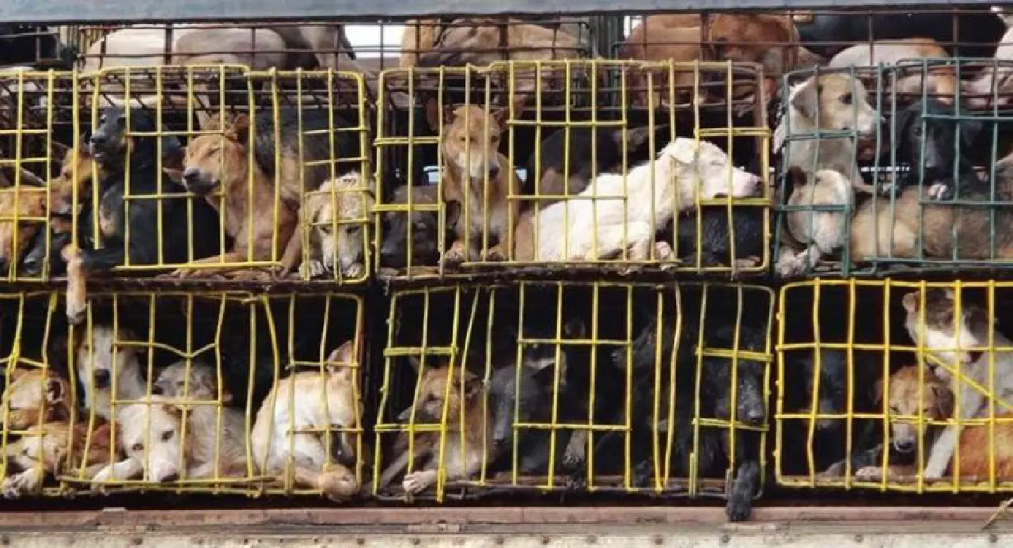 Soi Dog Foundation welcomes plan to ban dog meat trade in Hanoi Soi Dog Foundation welcomes plan to ban dog meat trade in Hanoi