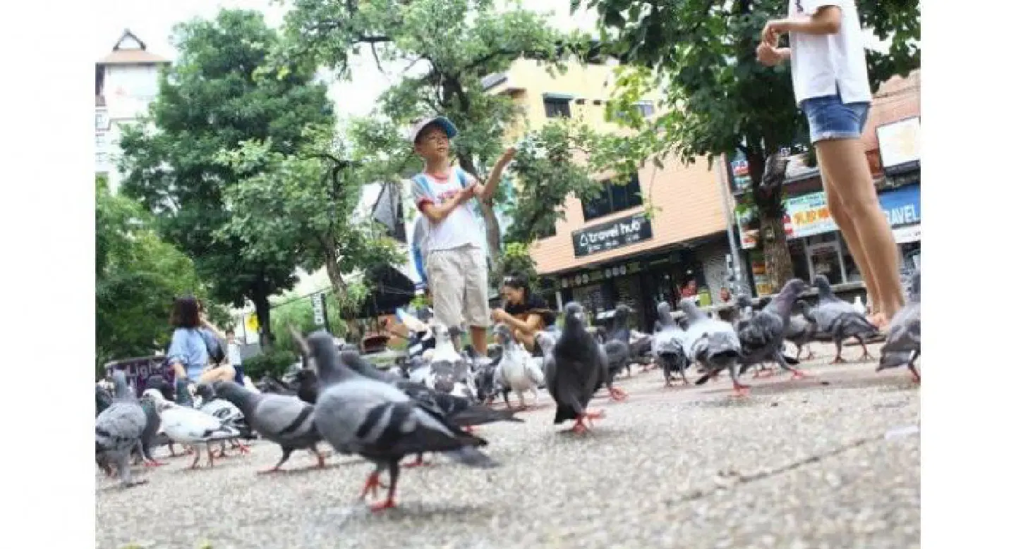 Bird-feeding tourists put fun over safety Bird-feeding tourists put fun over safety