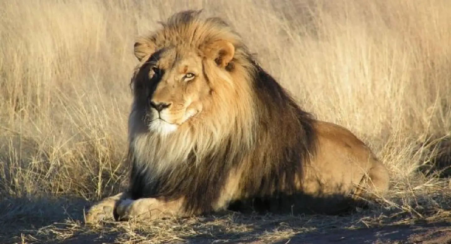 Singapore Airlines bans lion bones in cargo Singapore Airlines bans lion bones in cargo