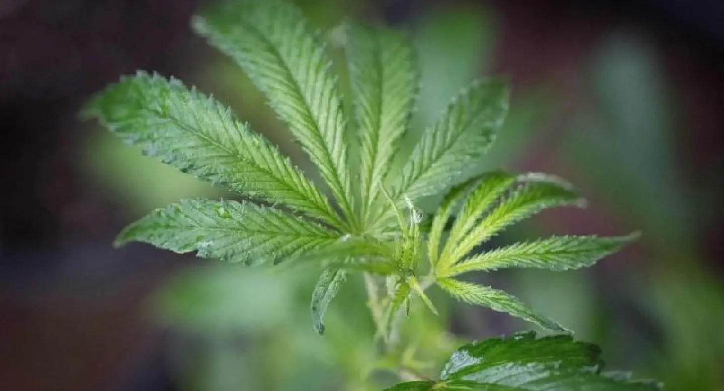 Use of Article 44 urged to push marijuana bill
