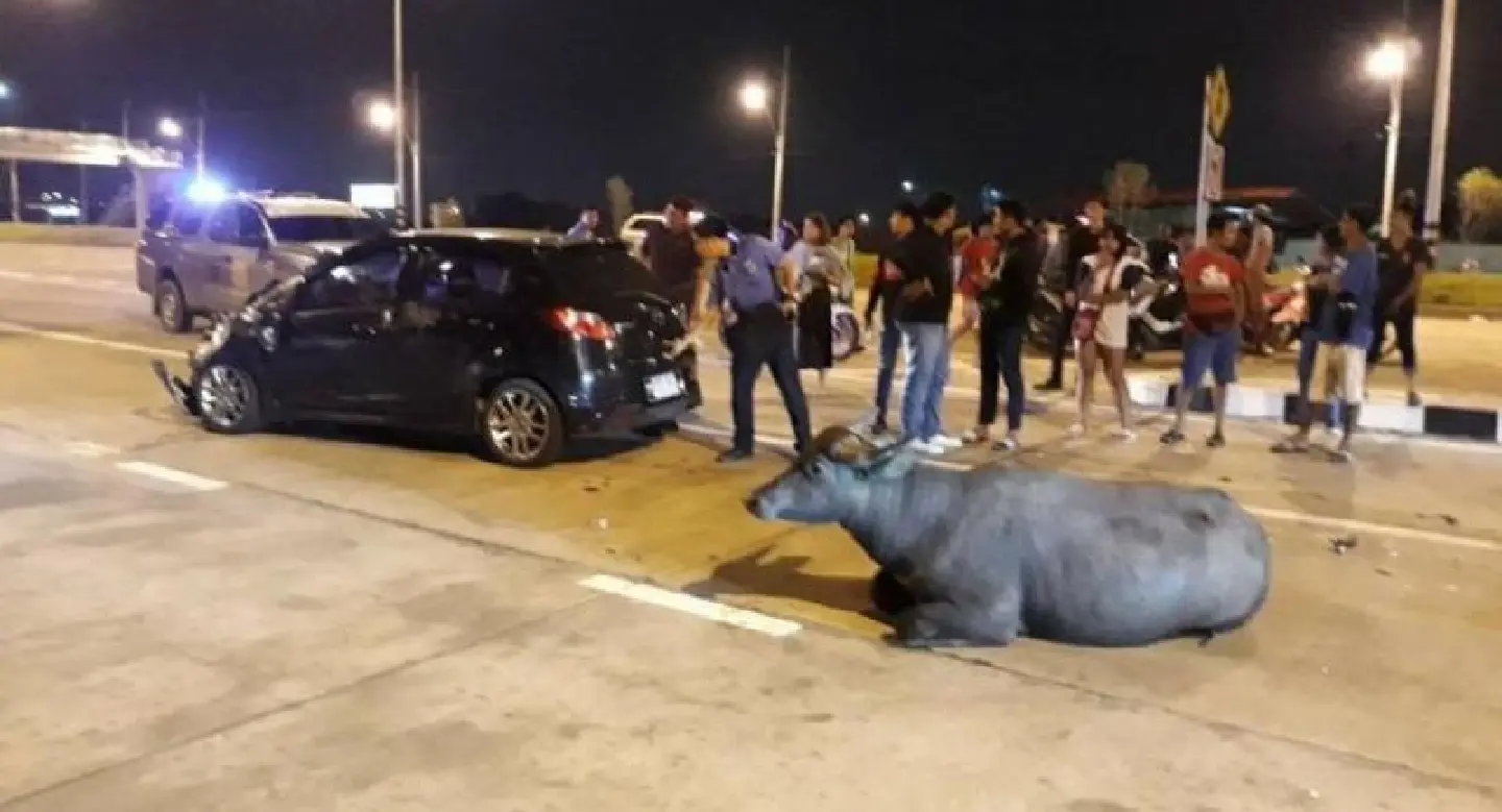 Two buffaloes hit, injured by car on Bangkok roadside Two buffaloes hit, injured by car on Bangkok roadside