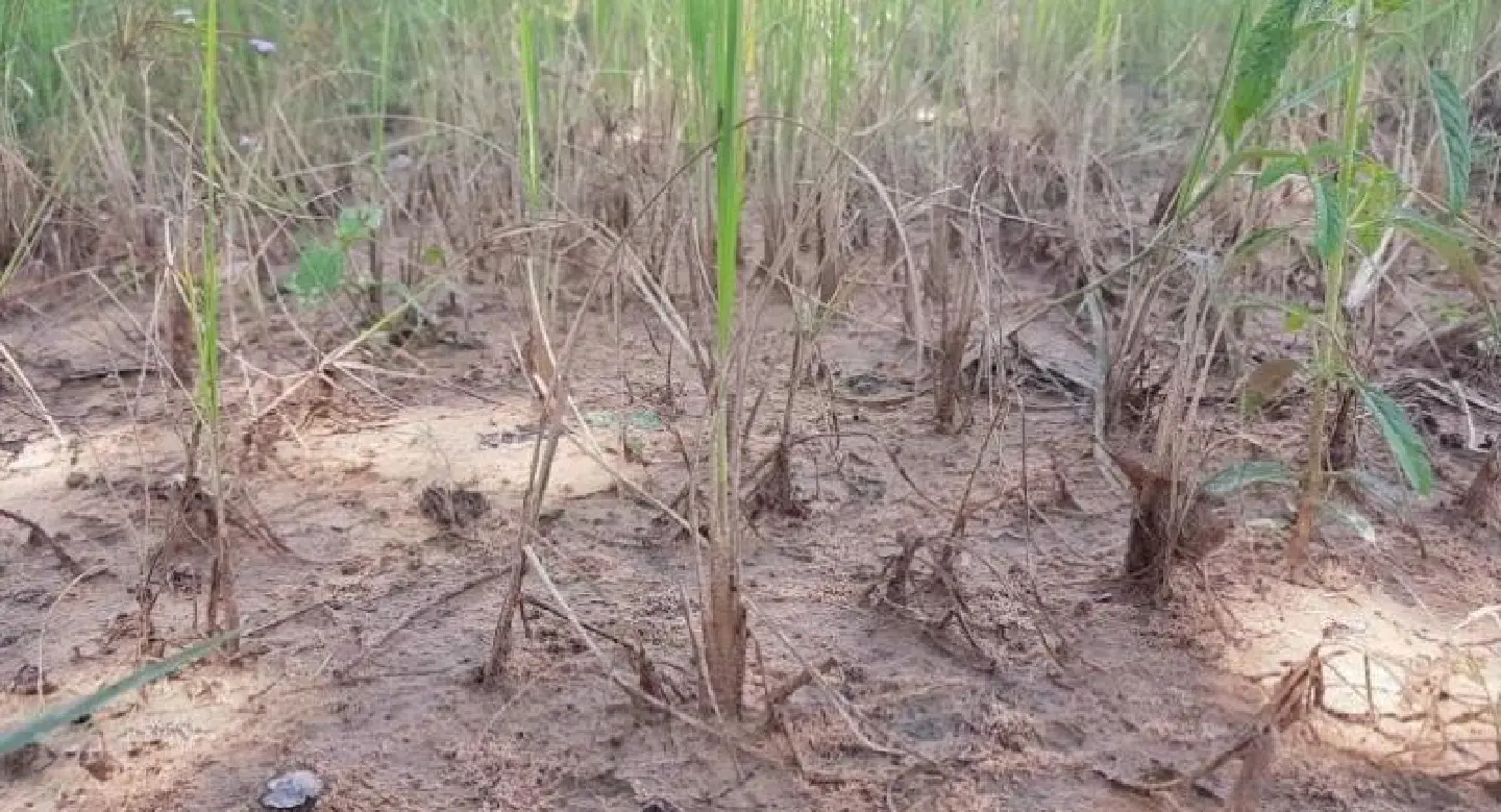 About 200,000 rai of rice fields in Korat affected by drought